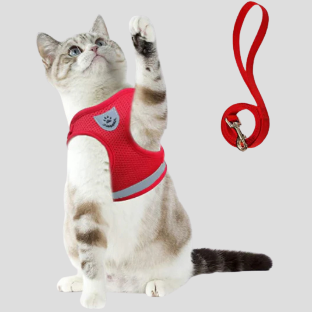 Katzengeschirr mit Leine