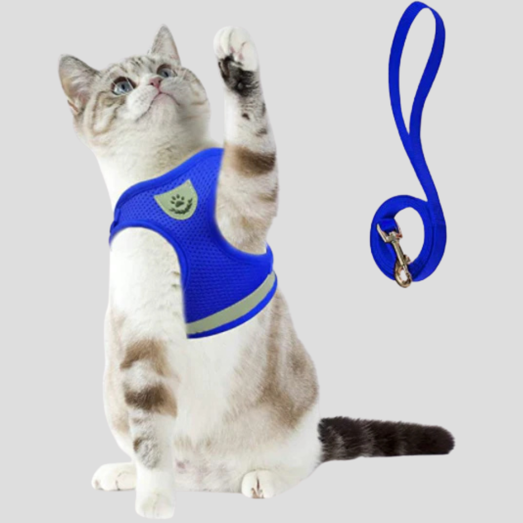 Katzengeschirr mit Leine